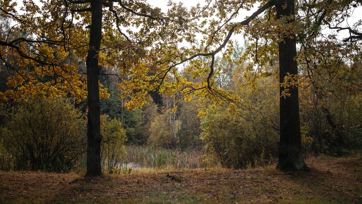 Tranquil fall landscape featuring oak trees and golden foliage.