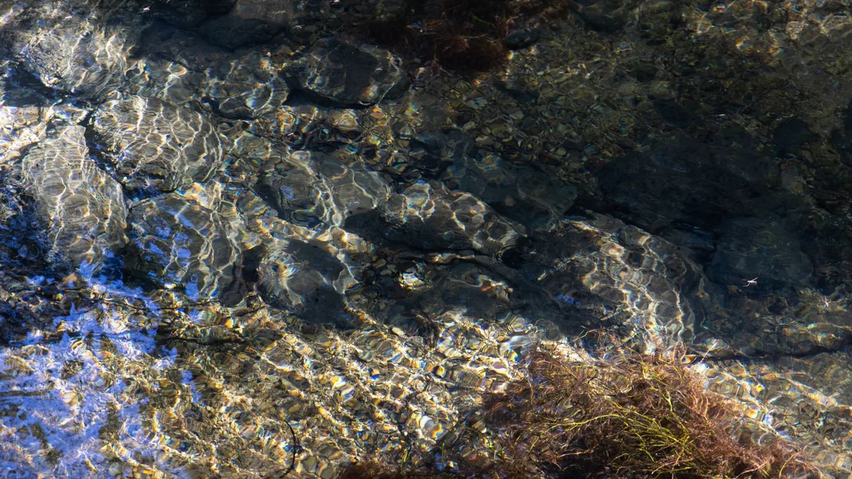 Sunlit rippling water over rocks and aquatic plants creates a serene natural scene.