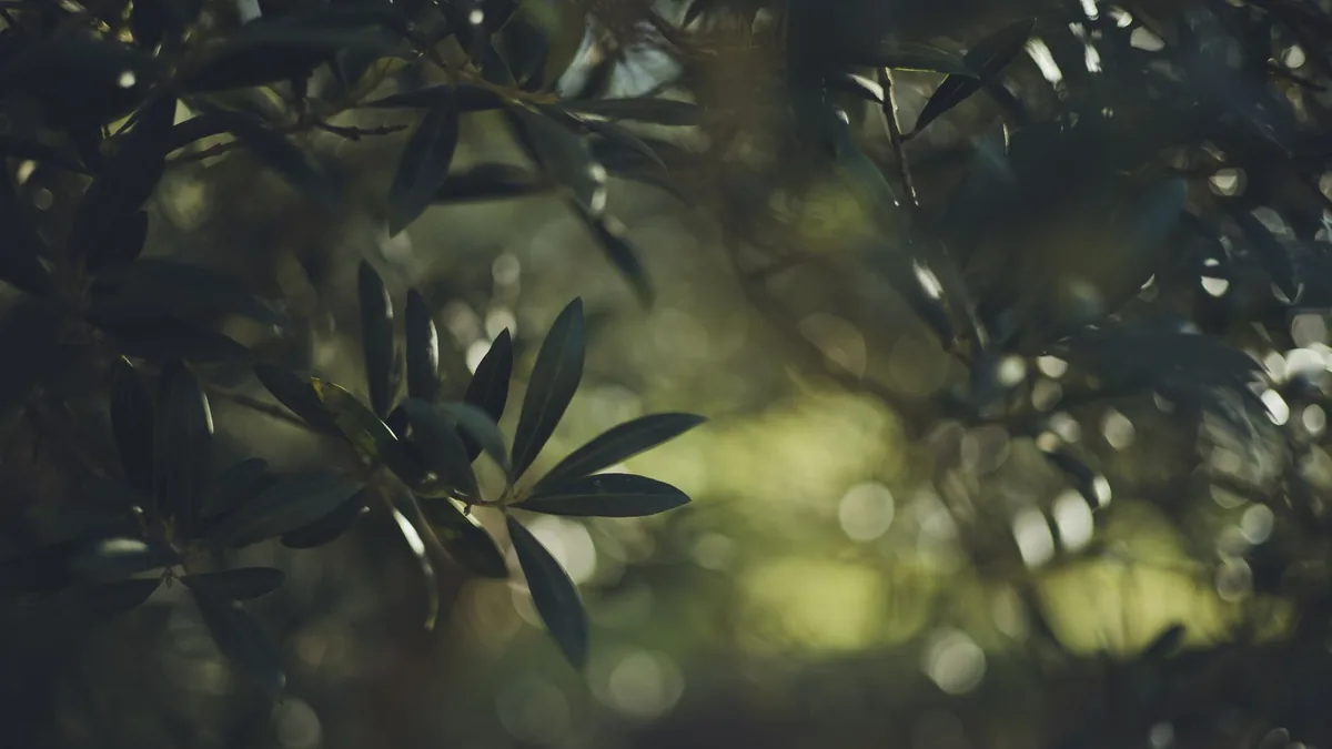 Detailed close-up of olive tree branches with sunlight filtering through leaves, creating a serene atmosphere.
