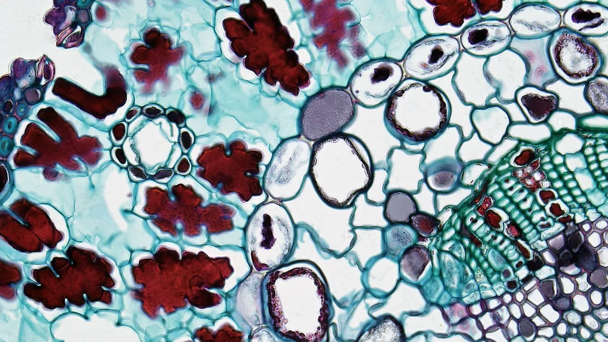 What Research Says About FemiCore Ingredients